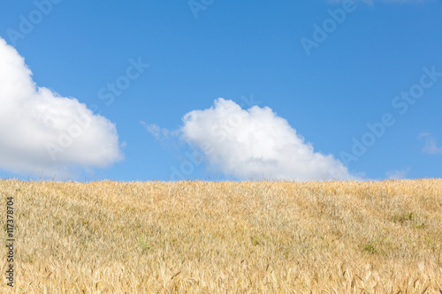 Ripening golden in a wheat field in summer, skyline view with blue sky and fluffy white clouds