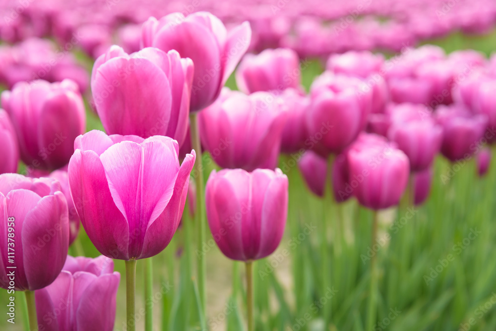 Close-up of pink tulips in a field of pink tulips
Close-up of pink tulips in a field of pink tulips