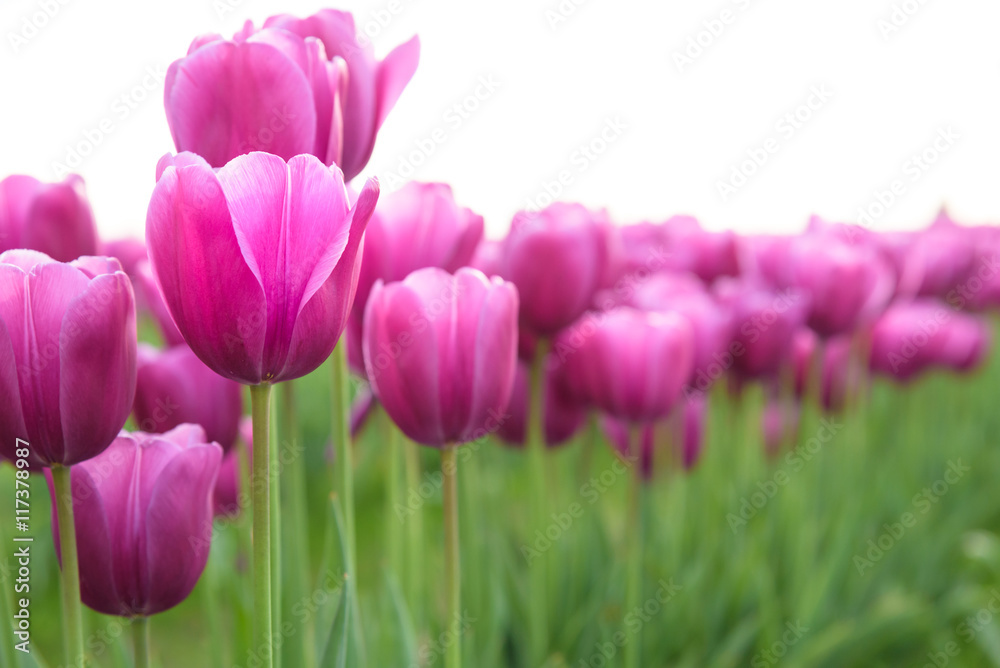 Close-up of pink tulips in a field of pink tulips, against a bright sky
