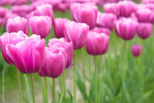 Close-up of pink tulips in a field of pink tulips   
