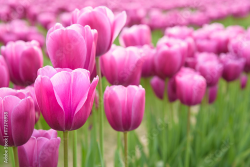 Close-up of pink tulips in a field of pink tulips 
 #117378958