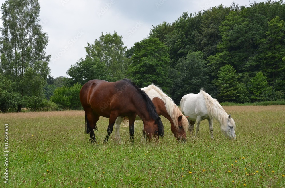 Pferdefamilie auf der Weide im Sommer Pferdefamilie auf der Weide im Sommer
