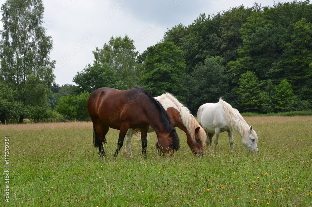 Pferdefamilie auf der Weide im Sommer