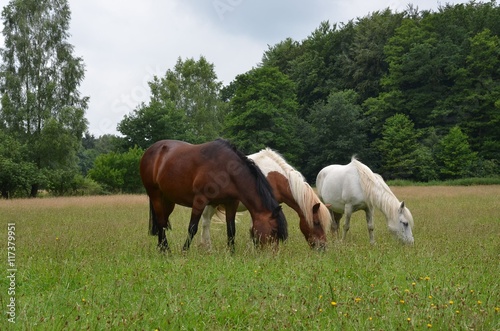 Pferdefamilie auf der Weide im Sommer