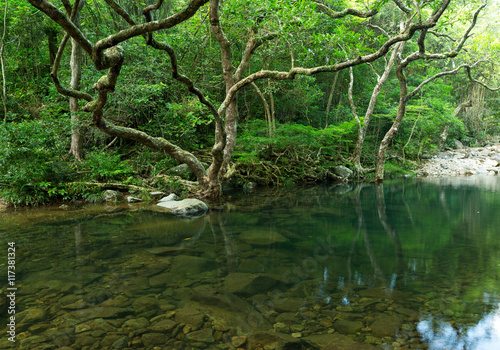 Tropical Forest and lake © leungchopan