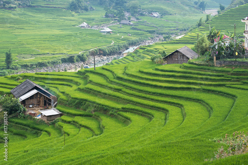 Agriculture Green Rice fields and rice terraced on mountain 