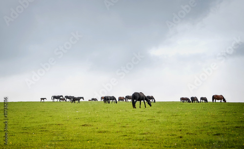 Green pastures of horse farms. Summer landscape against the skyline. © taylon