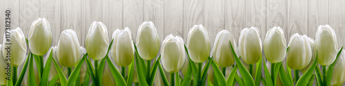 White tulips on background wooden fence
