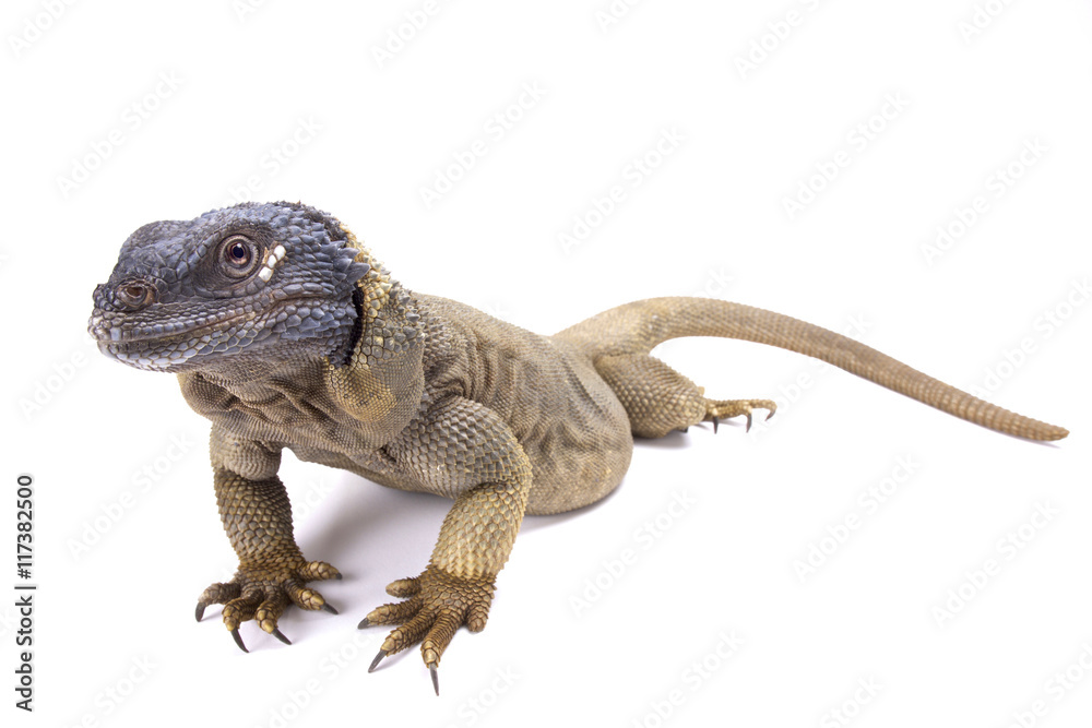 Fototapeta premium Angel Island chuckwalla (Sauromalus hispidus),endemic to Isla Ángel de la Guarda, Mexico