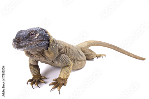 Angel Island chuckwalla  Sauromalus hispidus  endemic to Isla   ngel de la Guarda  Mexico