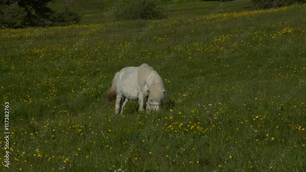 White horse grazing in a rural field with yellow buttercups White horse grazing in a rural field with yellow buttercups