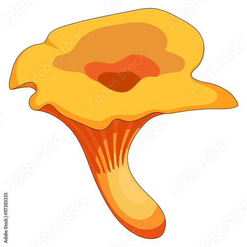 Vector illustration of chanterelle