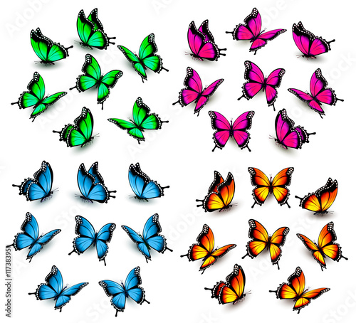 Collection of color butterflies. Vector