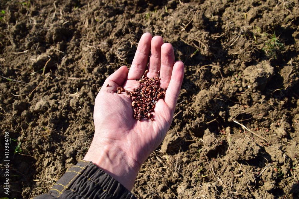 Sowing of maize out of hand Sowing of maize out of hand