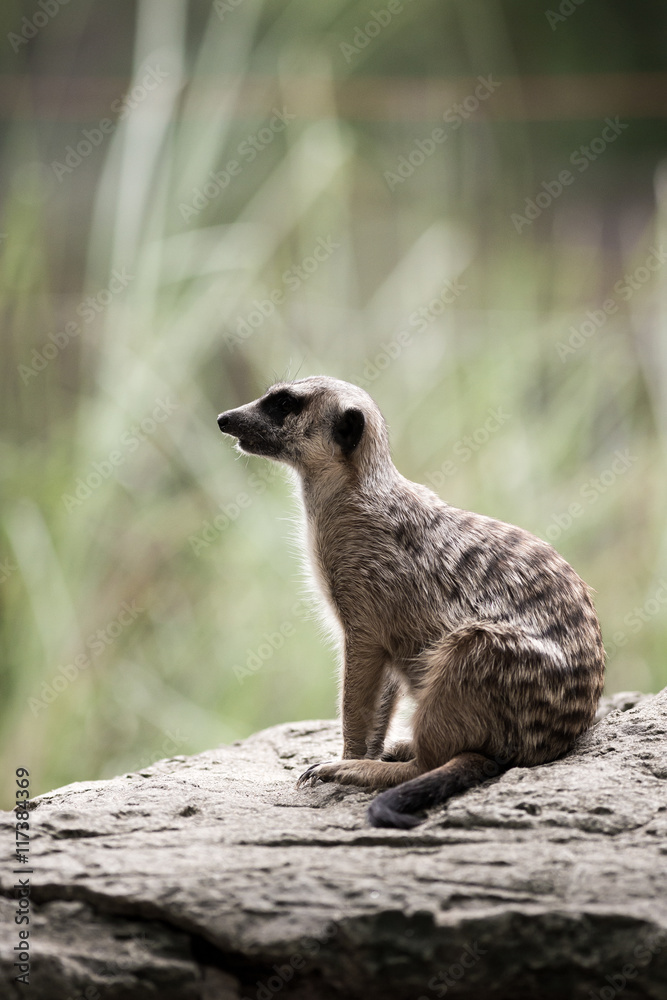 Fototapeta premium The meerkat