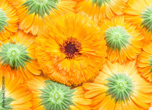 Fototapeta Naklejka Na Ścianę i Meble -  Orange calendula or marigold flower heads. Flower background.