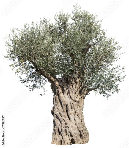 Old olive tree. File contains clipping paths.