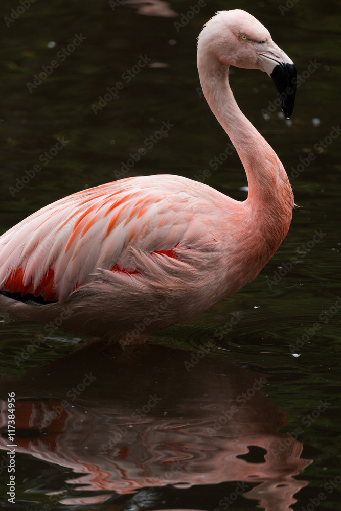 Fototapeta premium Phoenicopteridae