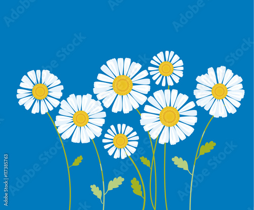 chamomile vector illustration. white daisy flower in decorative