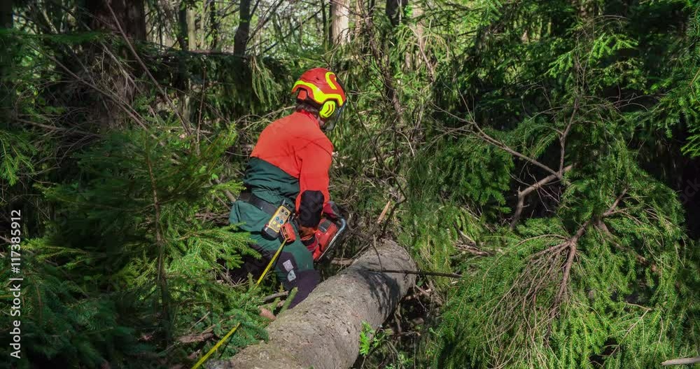 A young logger is standing next to a spruce tree and he is cutting its branches with a chainsaw. It is a nice spring day. He is wearing protection gear and a logger helmet. Wide-angle shot.
A young logger is standing next to a spruce tree and he is cutting its branches with a chainsaw. It is a nice spring day. He is wearing protection gear and a logger helmet. Wide-angle shot.
