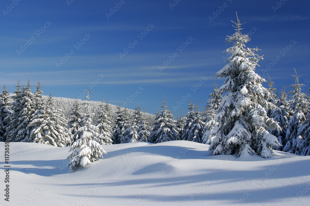 Fototapeta premium Winter Landscape, Spruce Tree Forest Covered by Snow, bright sunshine, blue sky, Harz National Park, Germany