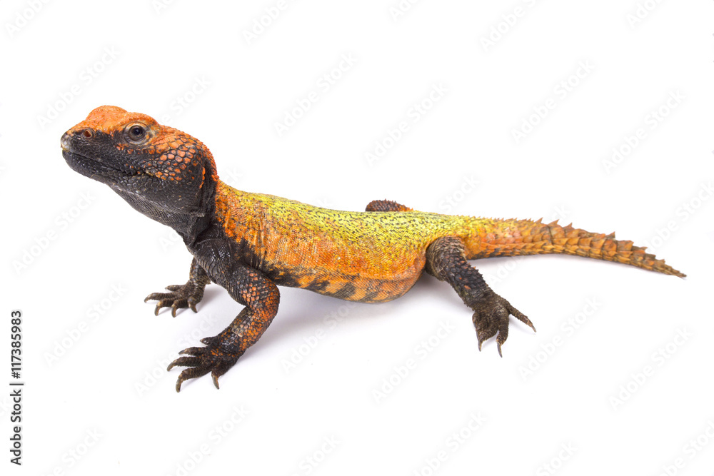 Obraz premium North African Spiny-tailed Lizard (Uromastyx acanthinura), Morocco