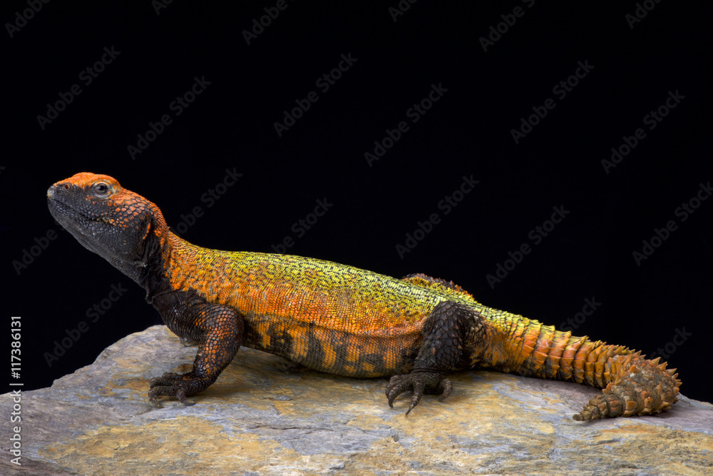 Naklejka premium North African Spiny-tailed Lizard (Uromastyx acanthinura), Maroko