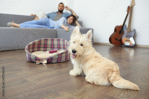 Young couple with a dog at home. Young man and a woman in blue shirts laying at the sofa. Puppy of white scotch terrier lying at his basket on the flour.
