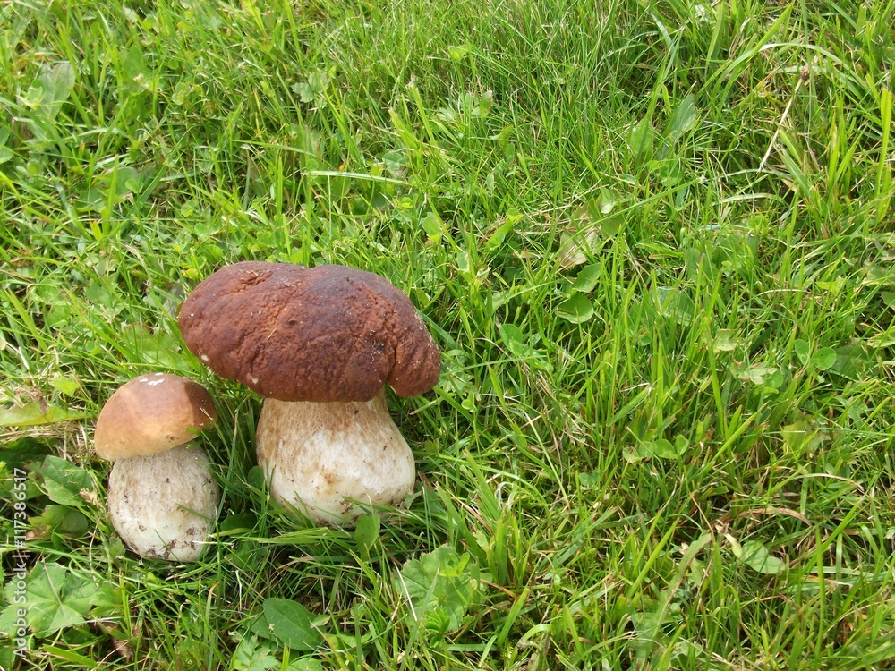Fresh Mushroom Boletus in the grass. Autumn cep mushrooms background Fresh Mushroom Boletus in the grass. Autumn cep mushrooms background