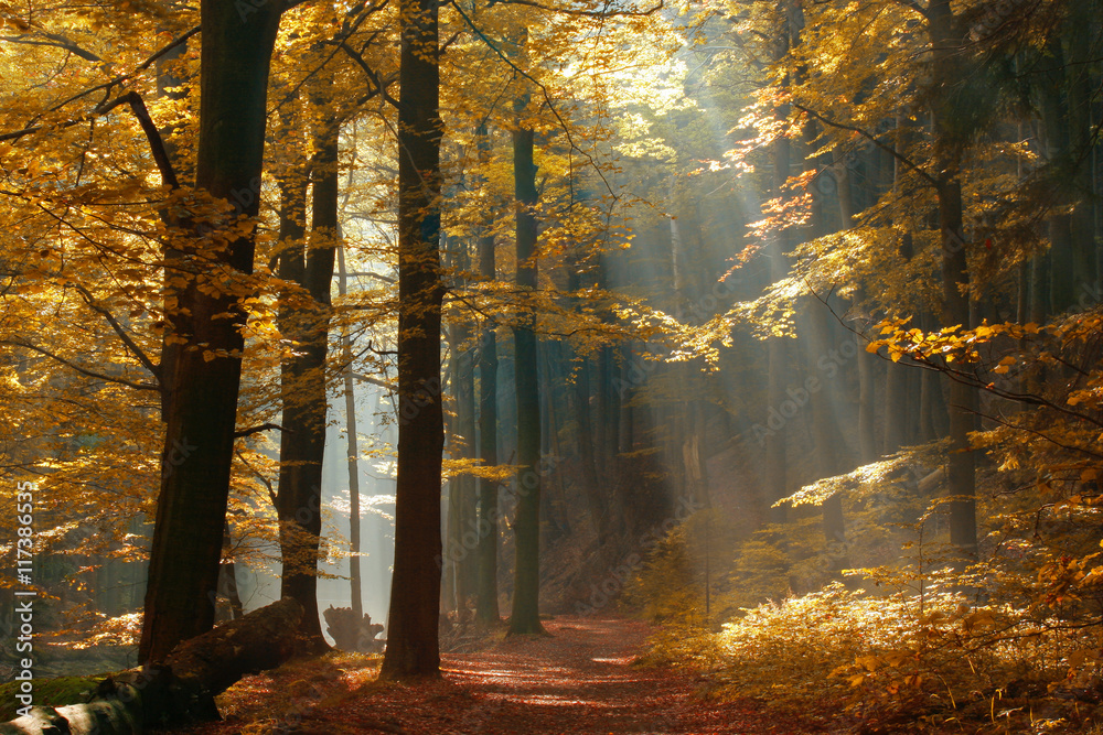 Fototapeta premium Enchanted Autumn Forest illuminated by Sunbeams through Fog, Leaves Changing Colour