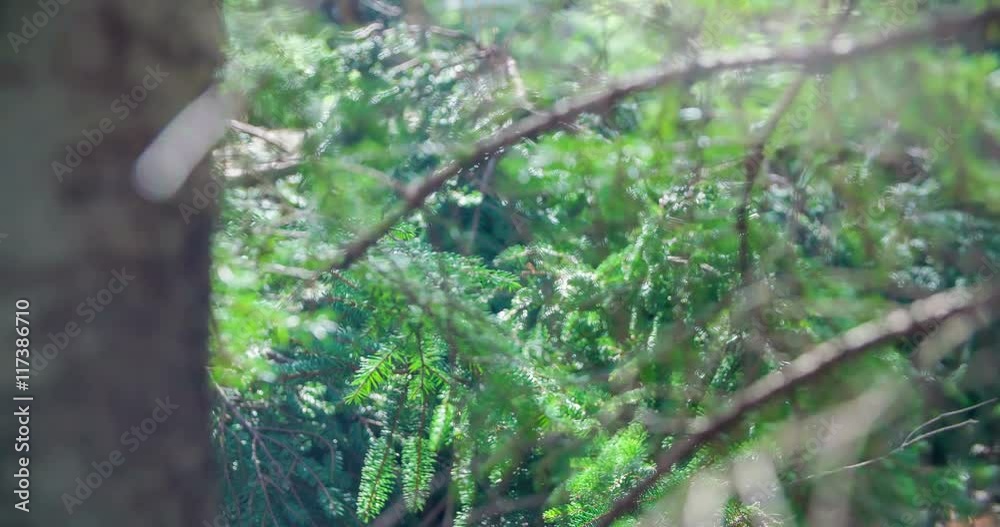 Wind is blowing and it's moving spruce branches. The forest is full od different trees. Close-up shot. It's a nice sunny day.
Wind is blowing and it's moving spruce branches. The forest is full od different trees. Close-up shot. It's a nice sunny day.