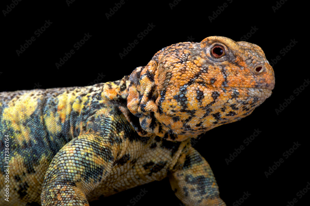 South Arabian Spiny-tailed Lizard (Uromastyx yemenensis), Yemen South Arabian Spiny-tailed Lizard (Uromastyx yemenensis), Yemen