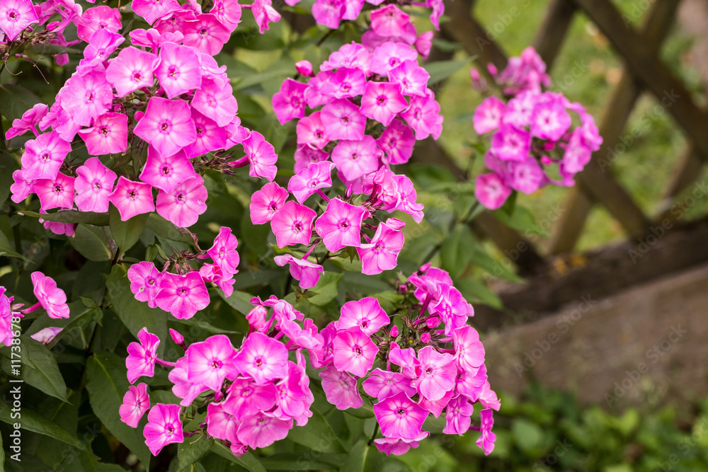 Ornamental plant Phlox paniculata blooming neon pink Ornamental plant Phlox paniculata blooming neon pink