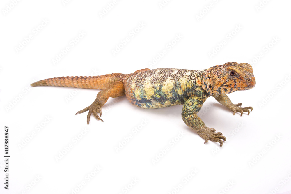 Naklejka premium Uromastyx yemenensis, South Arabian Spiny-tailed Lizard, Yemen