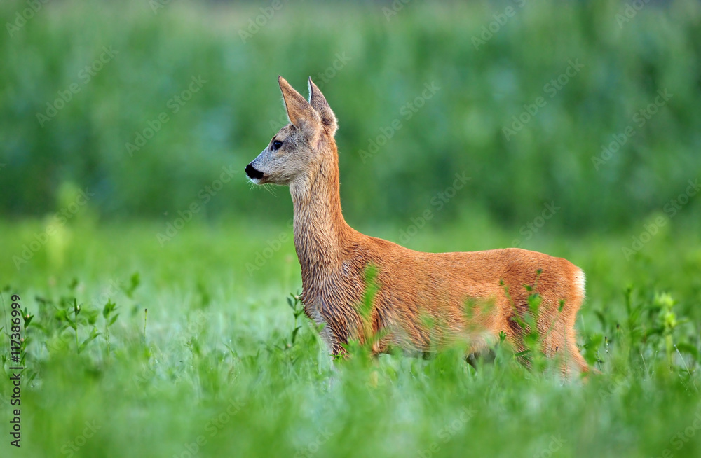 Roe deer cub Roe deer cub