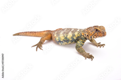 Uromastyx yemenensis  South Arabian Spiny-tailed Lizard  Yemen