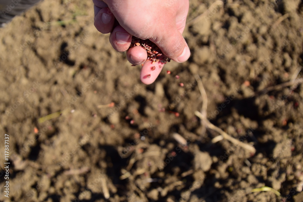 Sowing of maize out of hand