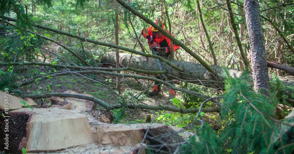 A young man is cutting a few branches on a tree with a chainsaw. He is busy working in the middle of a forest. Wide-angle shot.
A young man is cutting a few branches on a tree with a chainsaw. He is busy working in the middle of a forest. Wide-angle shot.