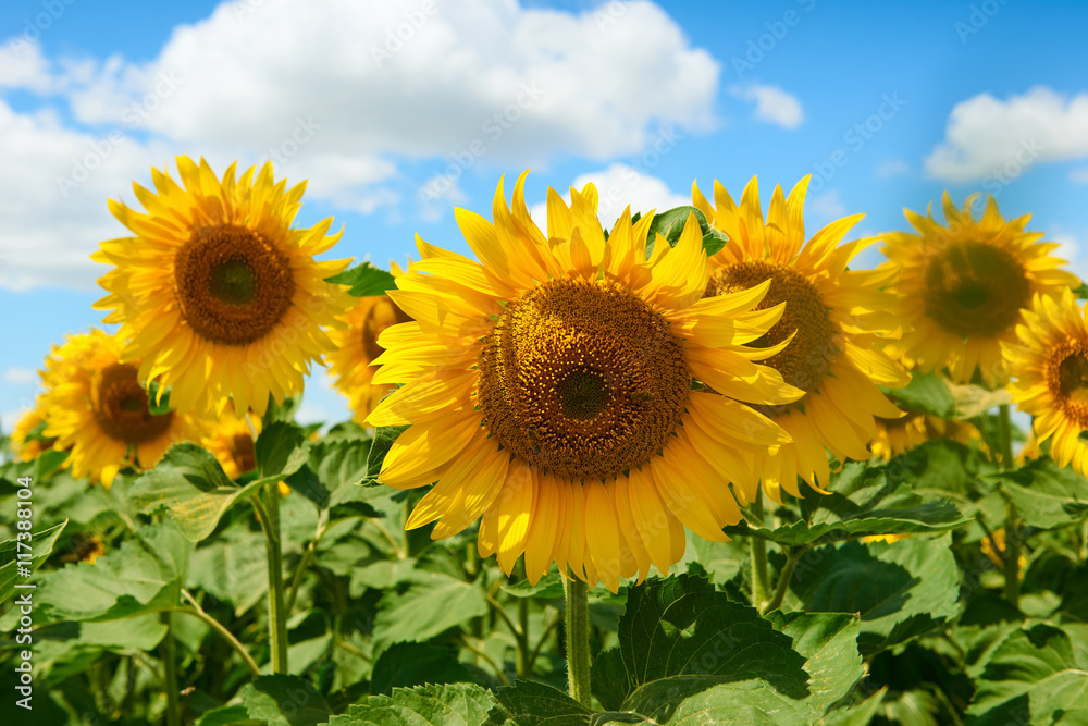 sunflower field closeup, beautiful summer landscape sunflower field closeup, beautiful summer landscape