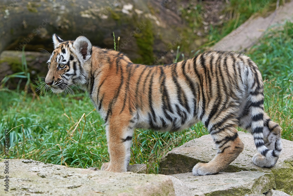 Fototapeta premium Amur Tiger (Panthera tigris altaica)