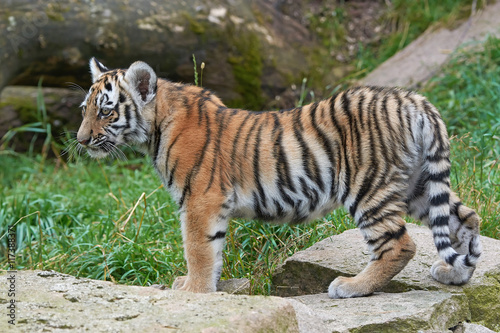Amur Tiger  Panthera tigris altaica 