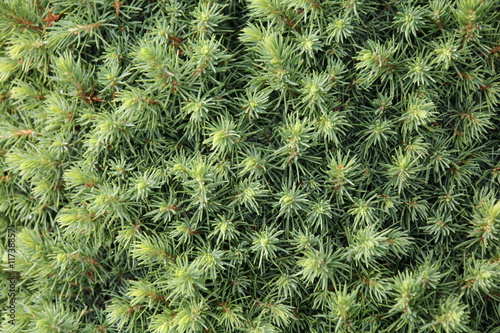 Canadian spruce conica
