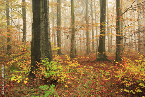 Forest of Beech Trees in Autumn, Fog, Leaves Changing Colour