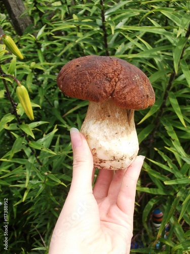 Fresh Mushroom Boletus is in the hand of a woman. Autumn cep mushroom