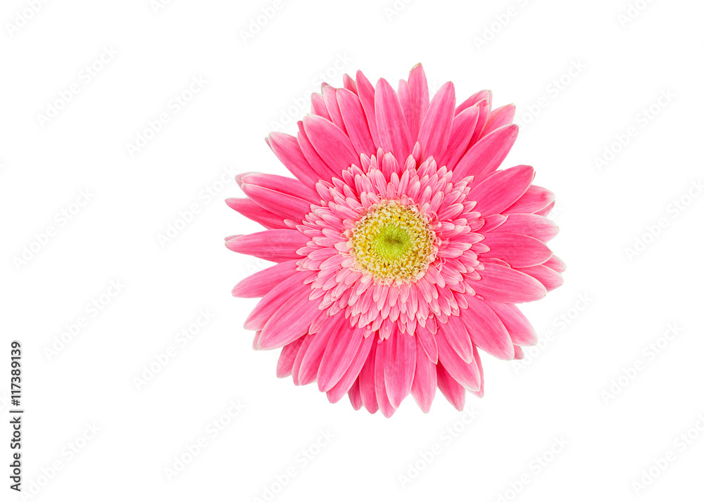  pink and yellow gerbera flower isolated on a white background