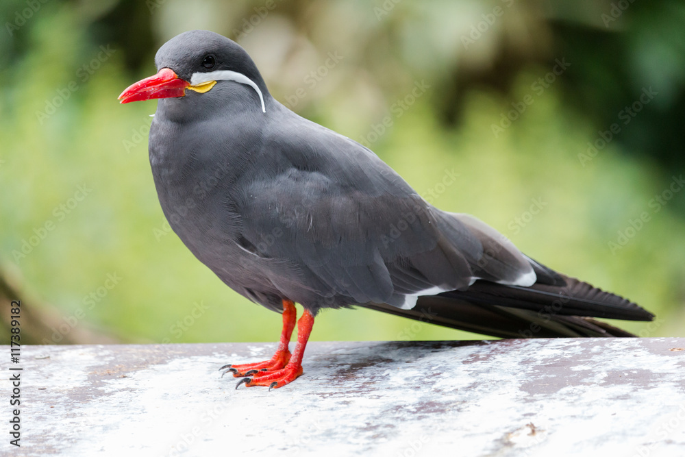 Obraz premium Inca tern