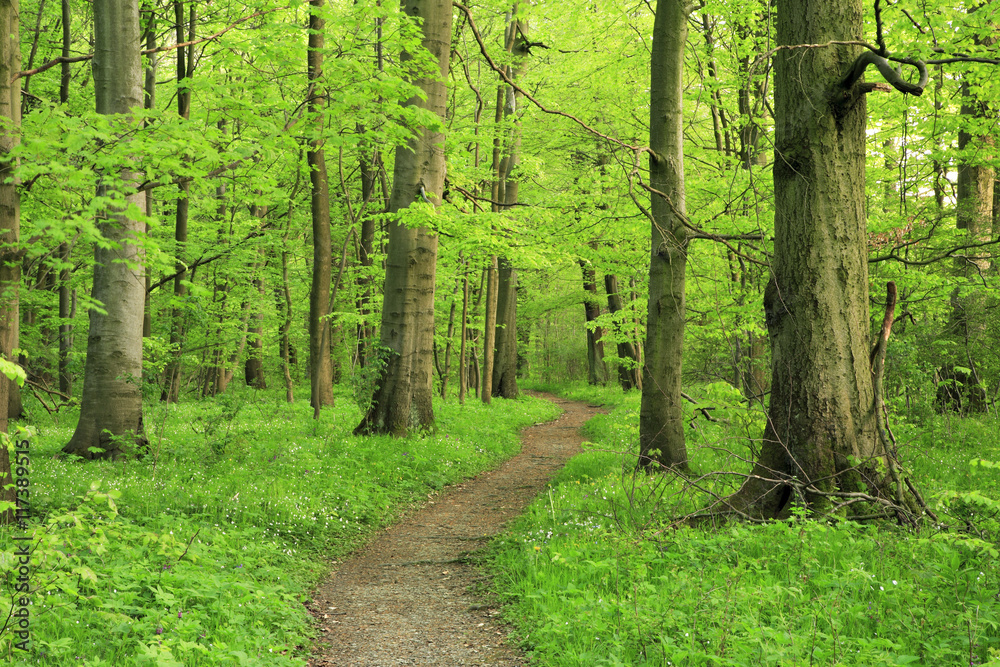 Footpath through Green Forest of Deciduous Trees in Spring Footpath through Green Forest of Deciduous Trees in Spring
