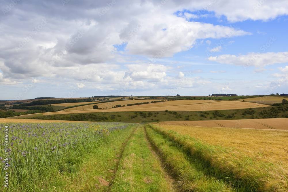 summer agricultural scenery