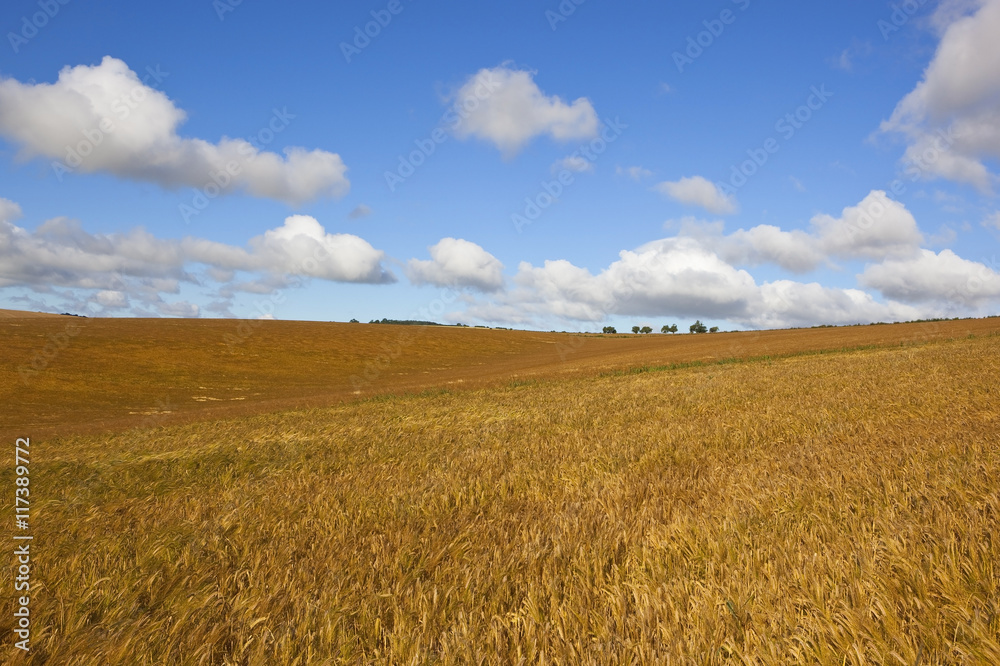 golden barley and blue sky