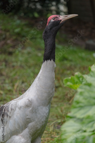 Black-necked crane photo